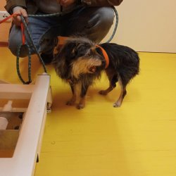 Bobinka na veterině