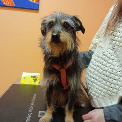 Bobinka na veterině