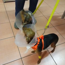 Chundelka a Lízinka na veterině