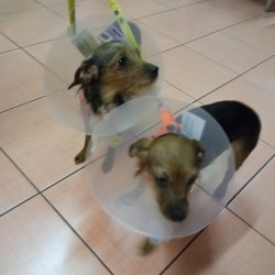 Chundelka a Lízinka na veterině