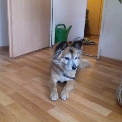 Lištička v teplíčku